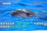 海豚导航成人：探索海洋智慧与导航科技的完美结合