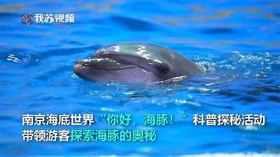 海豚导航成人：探索海洋智慧与导航科技的完美结合